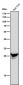 Anti-PSMB8 / LMP7 Monoclonal Antibody